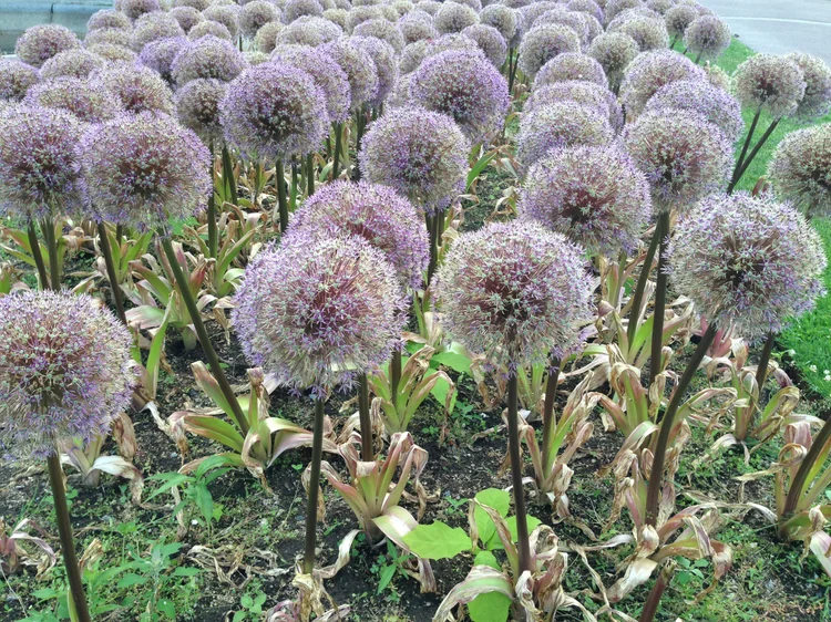 Why The DLPFC is The Coolest Part of The Brain